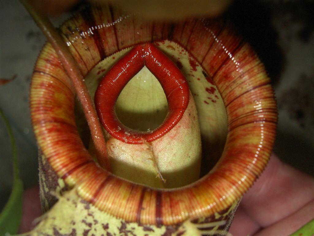 Nepenthes ampullariax tobaica inside x hookeriana